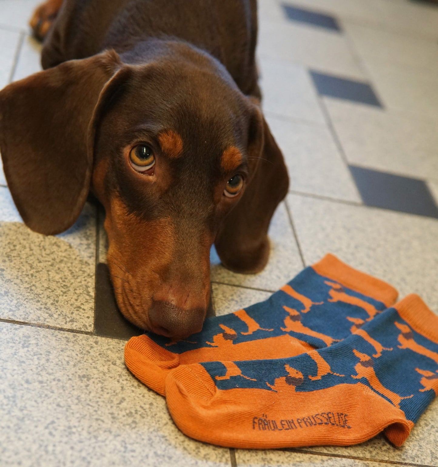 Dachshund sock by Fräulein Prusselise 