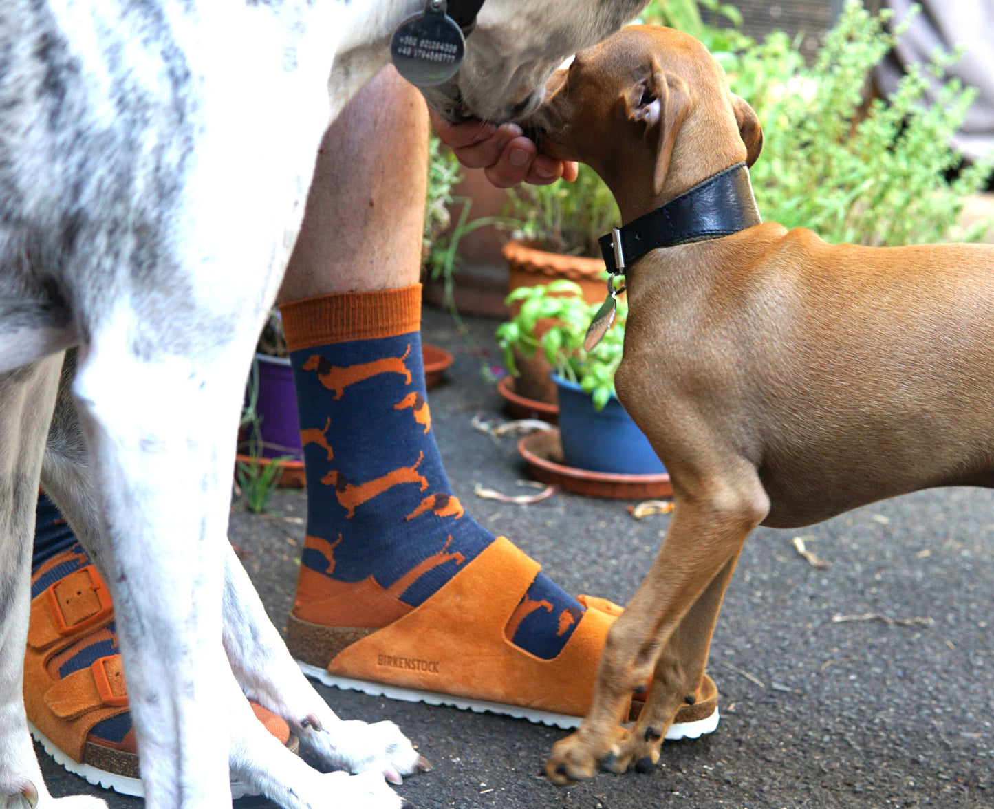 Dachshund sock by Fräulein Prusselise 