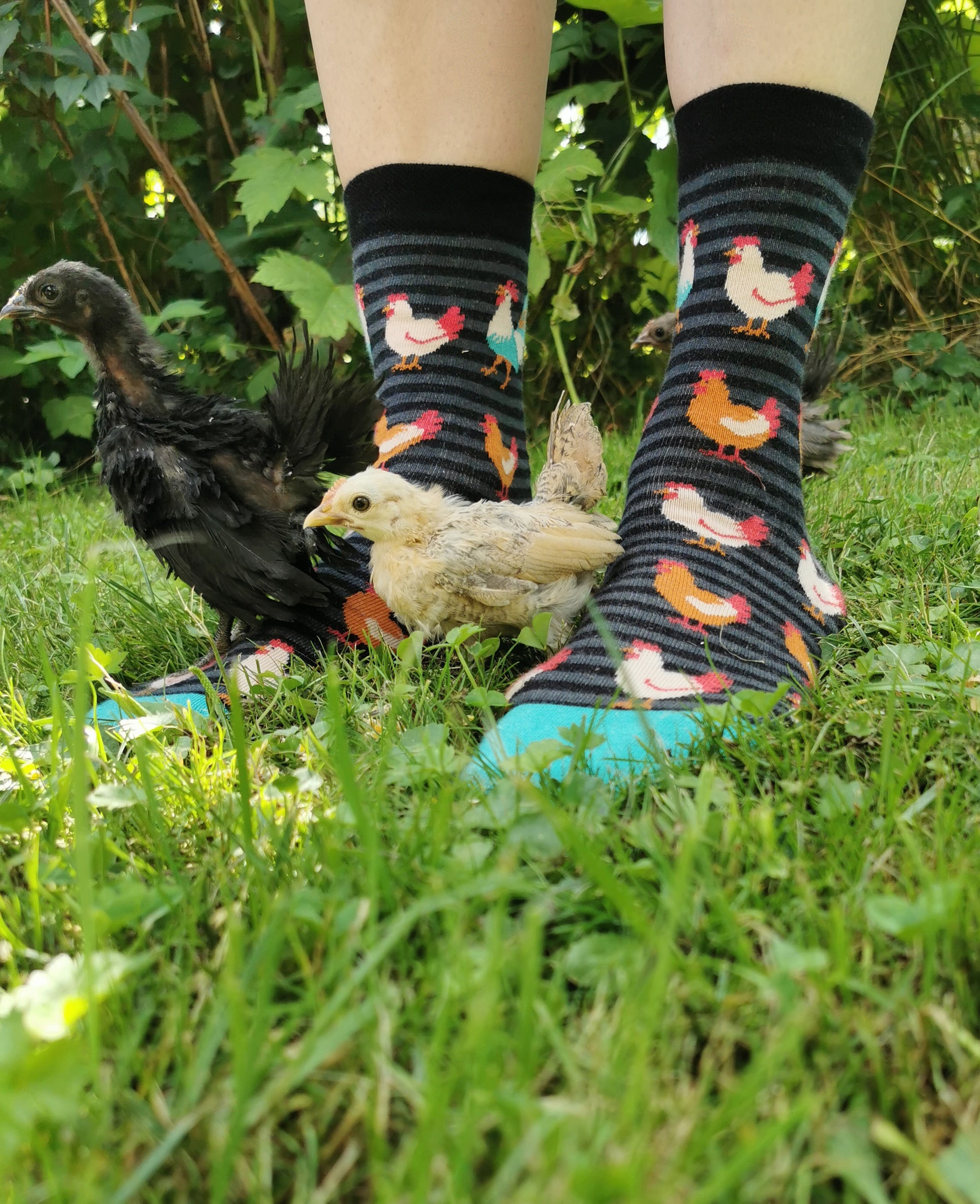 Gringete Socken in schwarz und grau mit Hühnern allover und einem farbenprächtigen Hahn.