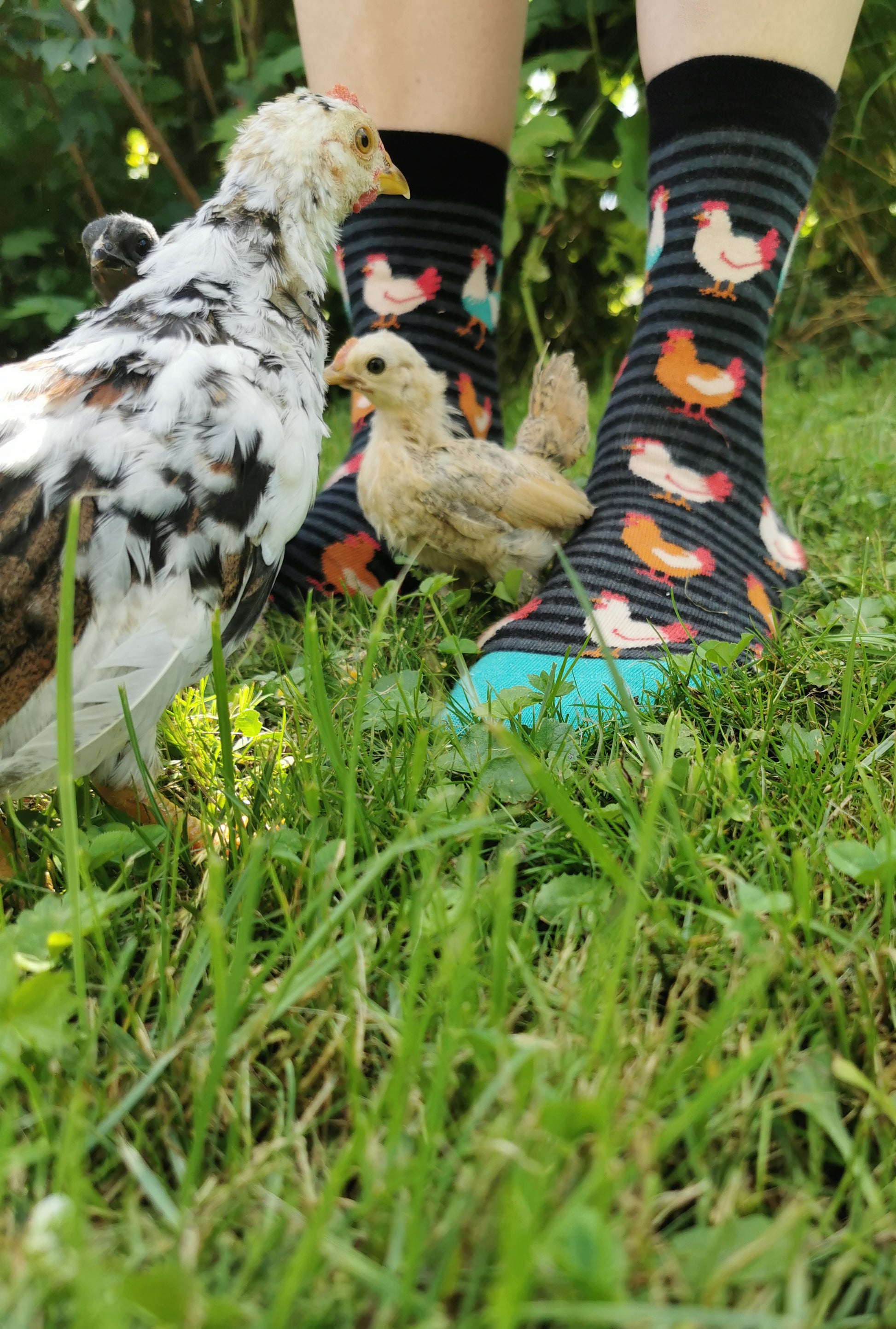 Gringete Socken in schwarz und grau mit Hühnern allover und einem farbenprächtigen Hahn.