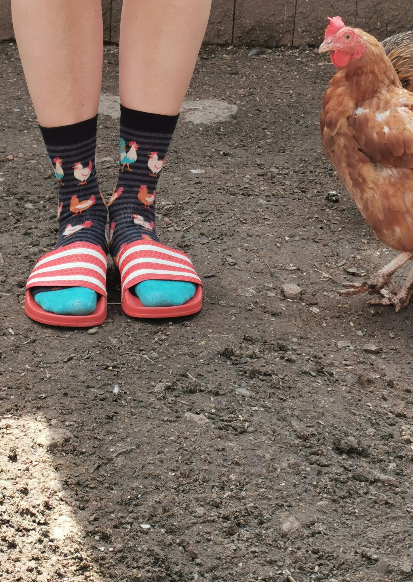 Gringete Socken in schwarz und grau mit Hühnern allover und einem farbenprächtigen Hahn.