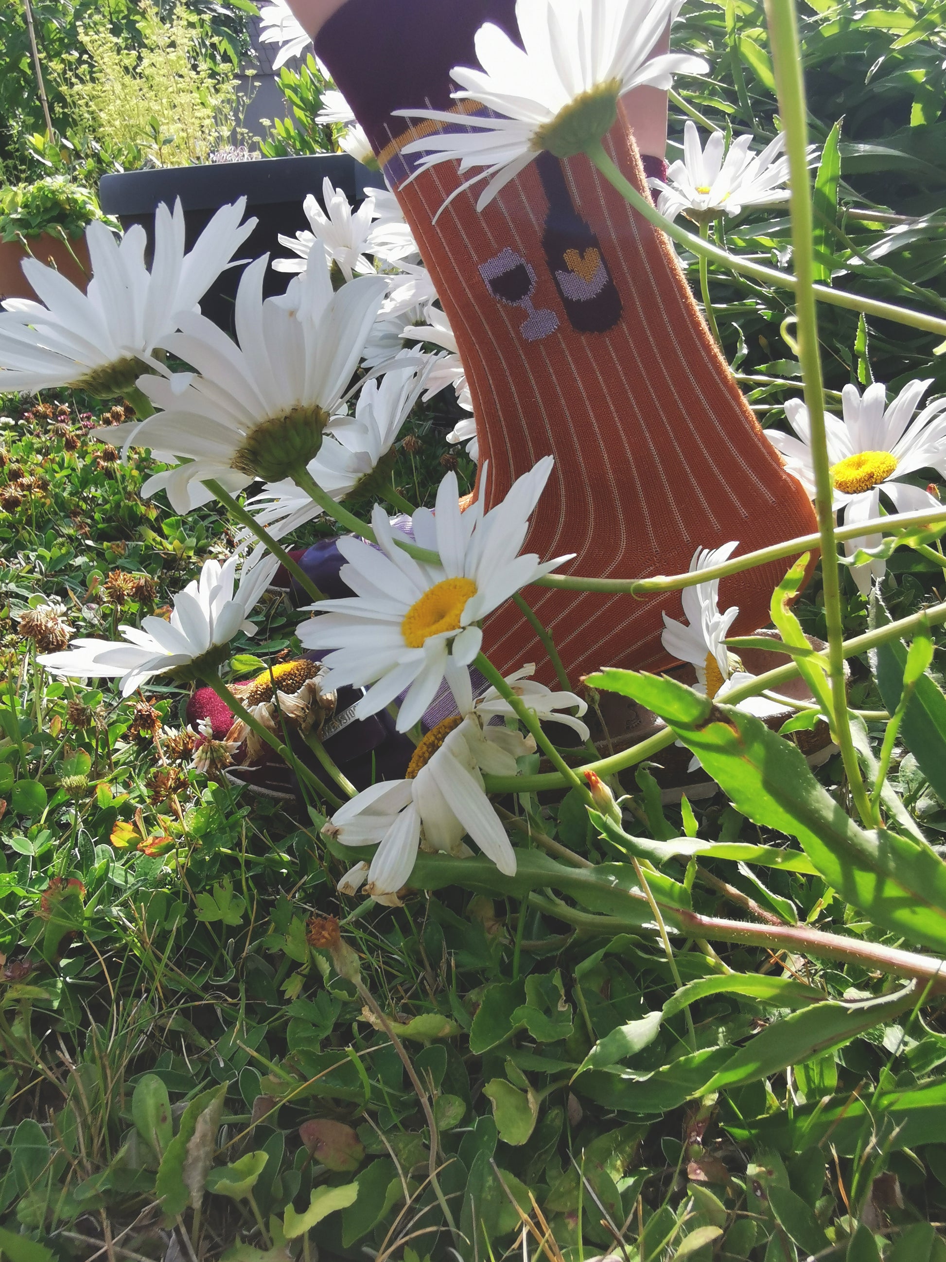 Wein Flasche un Glas auf einer zimt farbenen Socke in Ripp Strick mit colourblock Akzenten in bordeau, lila und gelb.