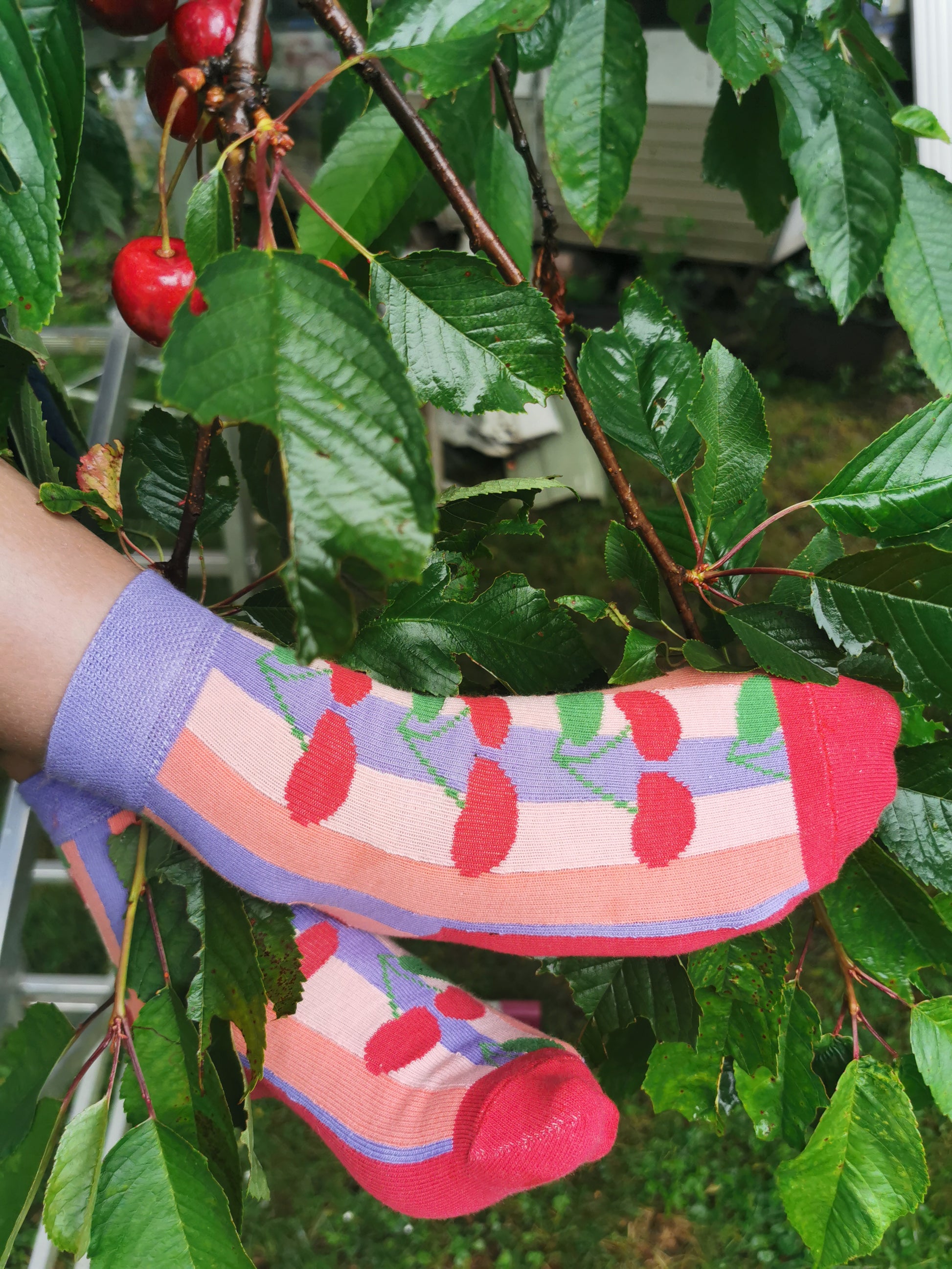 Tragefoto von den Prusselise Socken mit schoenem  Kirschmotiv in rot,lila und creme.